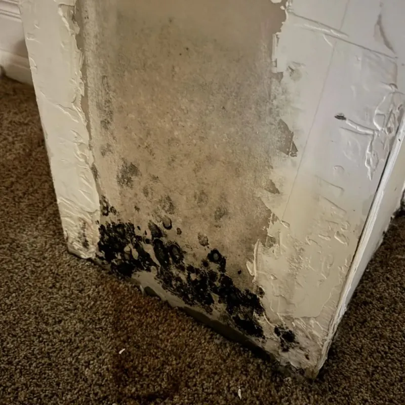 Professional Mold Removal in Bayard, NE